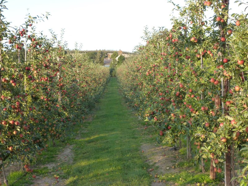 Gala at Gore Farm