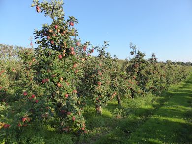 The Gala orchard planted by Mark Holden in 1993