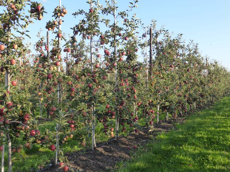 Today the modern tree system is for a tall narrow format - a fruit wall