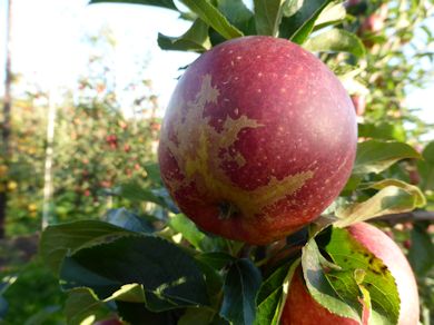 This Gala apple has severe skin russetting