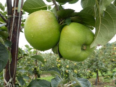 Bramley - our famous Culinary apple - green as grass!