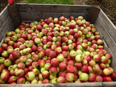 Worcester Pearmain in the bin