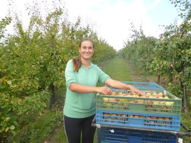 Melinda - supervising Plum picking at Nickle Farm