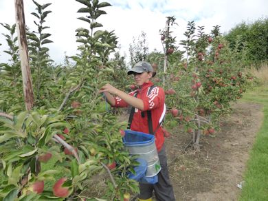 Picking Worcester Pearmain at Nickle Farm