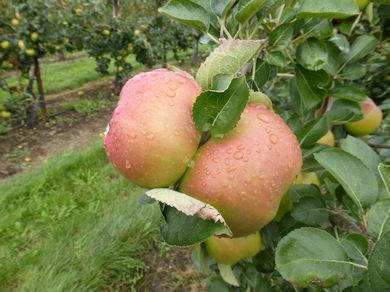 This season the hot summer has resulted in a higher than average 'red blush' on our Bramley