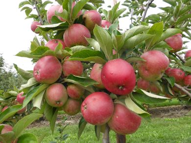 A bunch of Worcester Pearmain at Nickle Farm