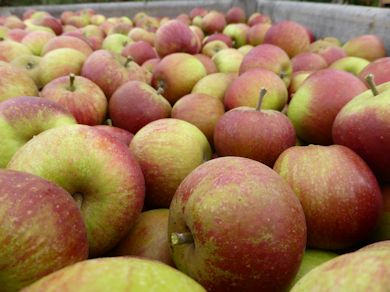 Thirty buckets later and a bin is full of superb Cox apples