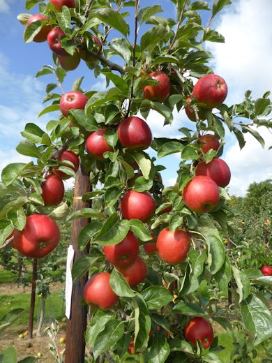 Crimson Crisp is a newer variety - and currently being planted by growers