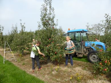 Pickers busy at work in East Kent on Wednesday