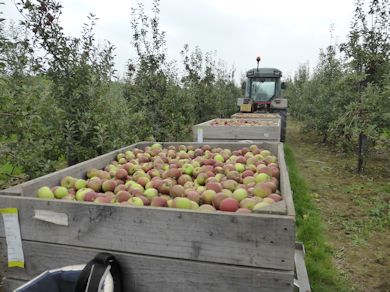 Picking trains are the method used by most growers and offer a smooth system for controlling quality