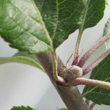 Fruit bud forming